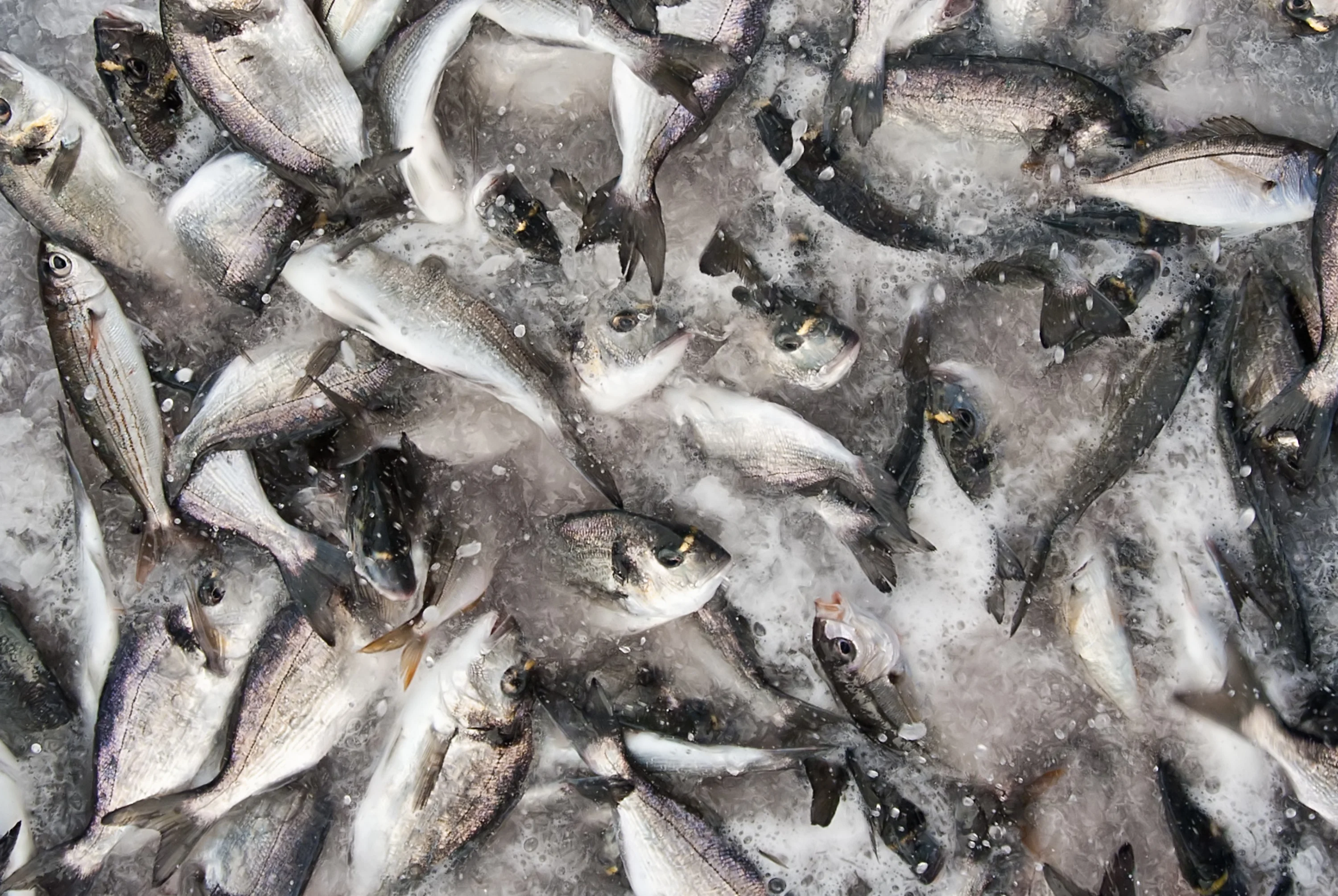 métiers de l'aquaculture