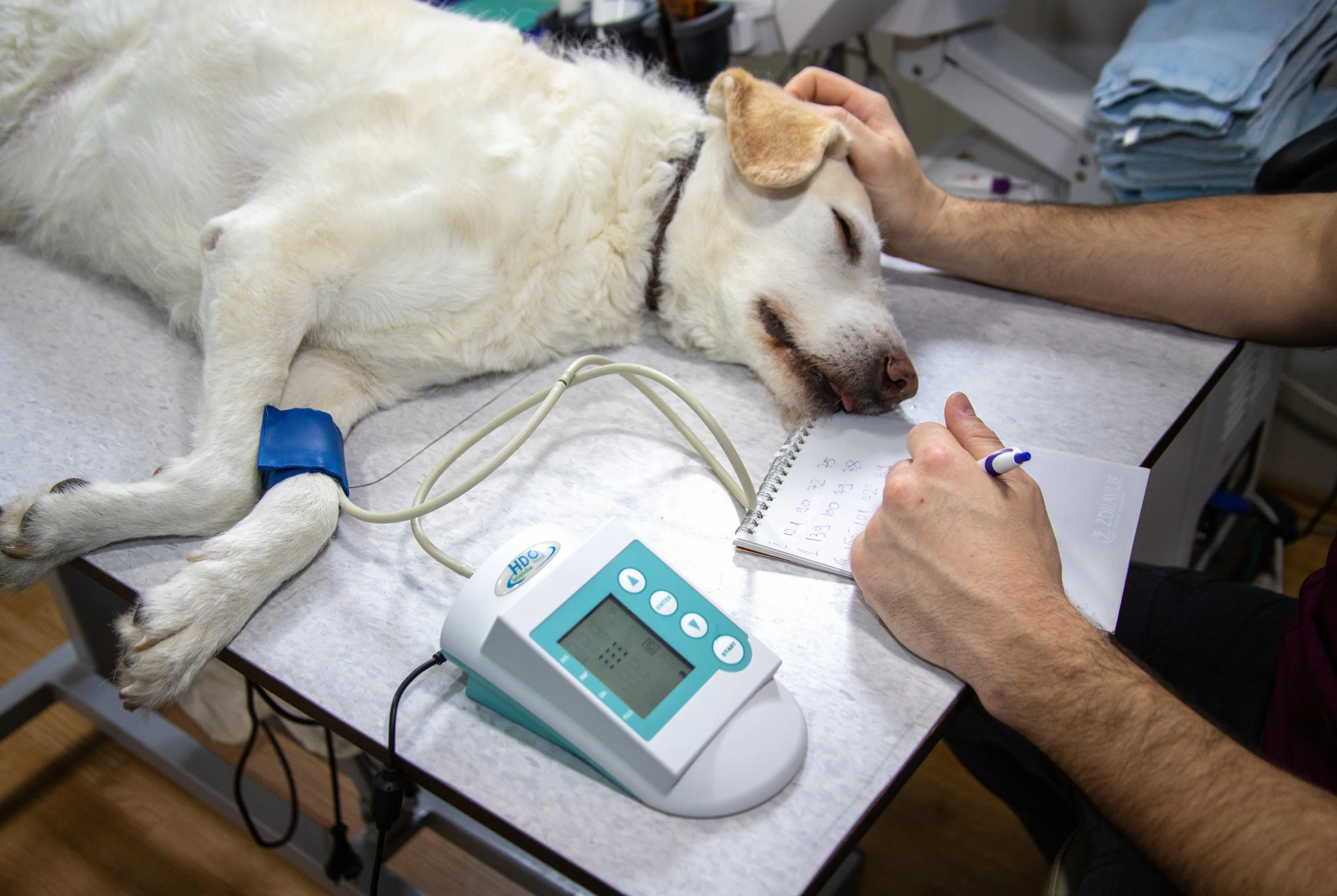 métiers de la médecine vétérinaire