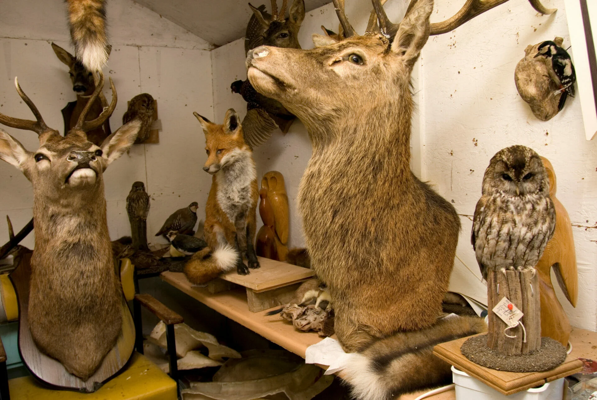 Taxidermiste