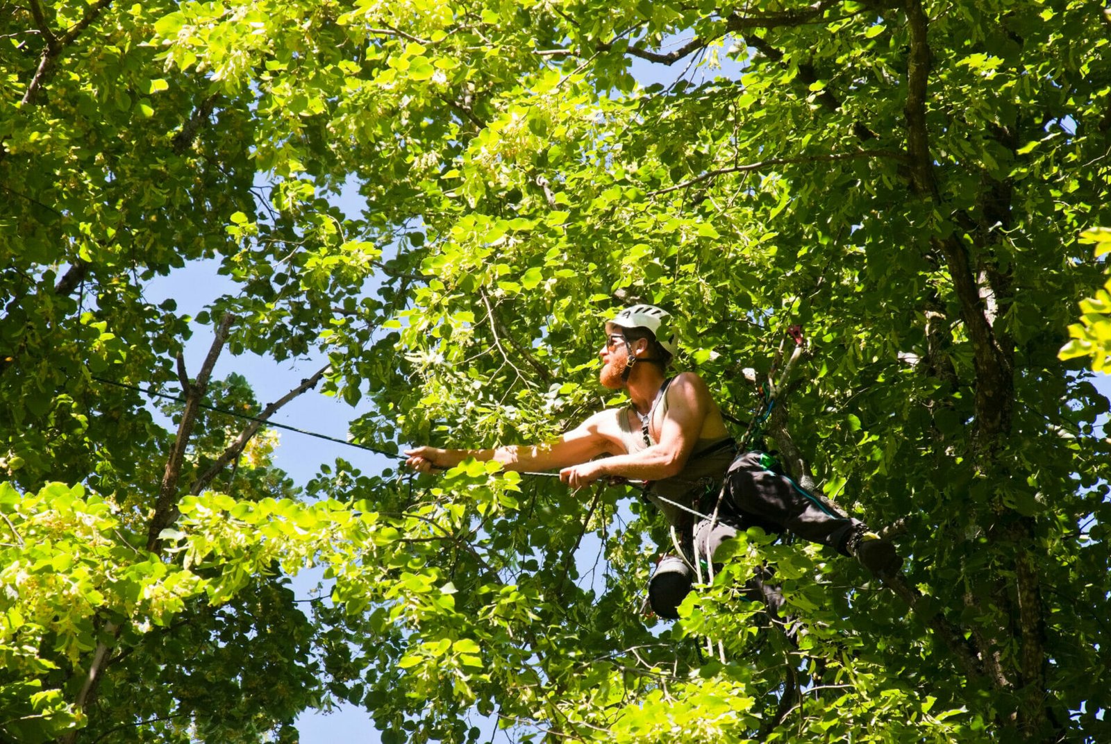 Arboriculteur