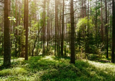 Ingénieur écologue